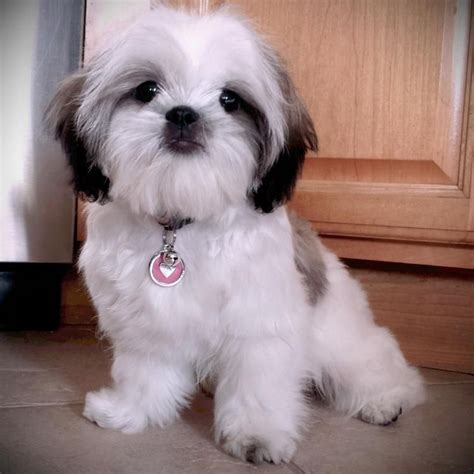 Both potty trained and puppy pad trained. . Older shih tzu dogs for adoption